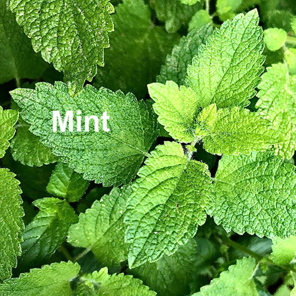 ultimate-mojito-card3